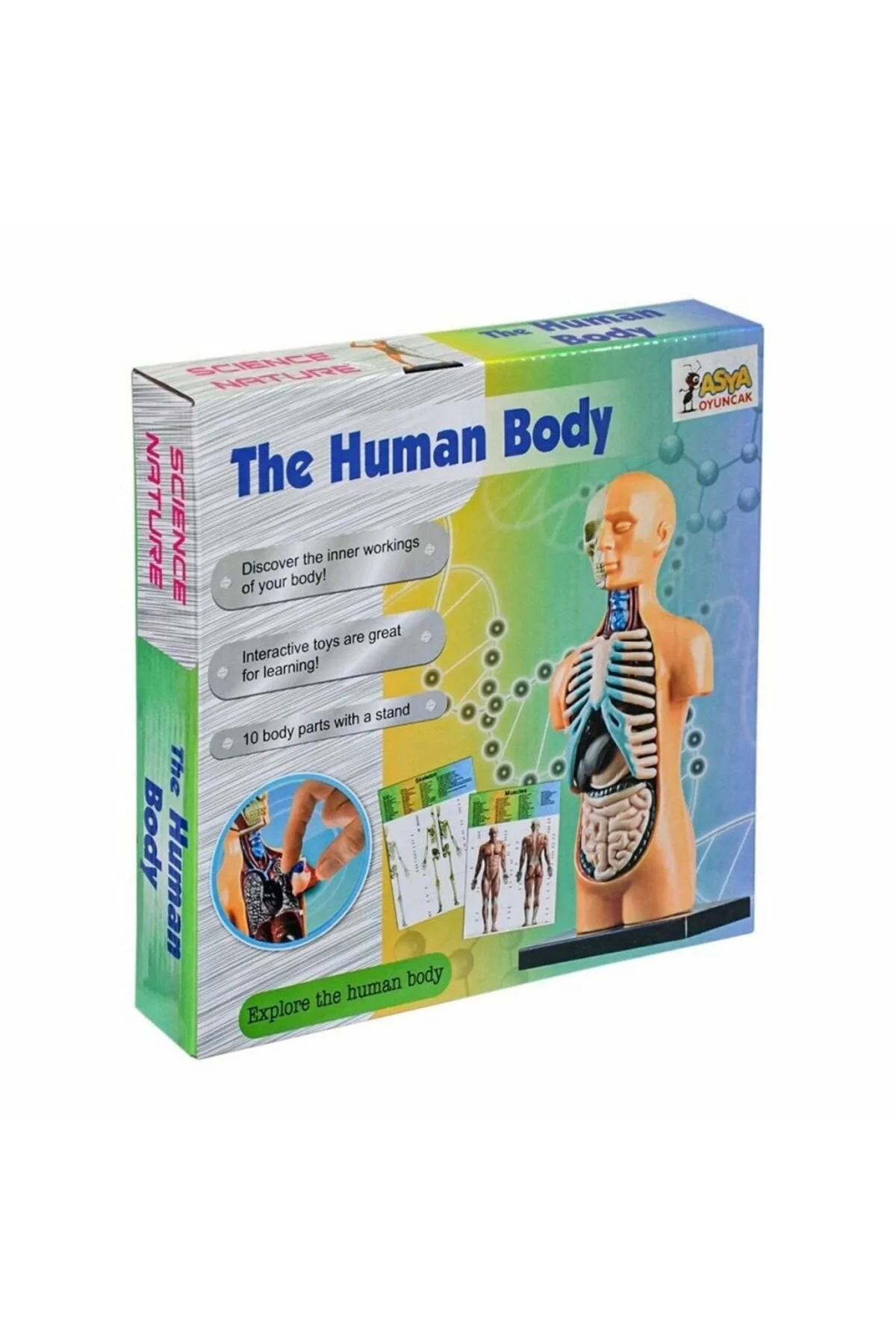 مولاژ آناتومی اعضای بدن The Human Body